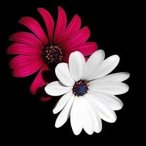 Meet your Posher, Leshea